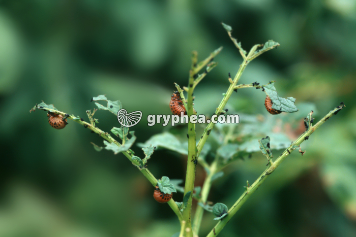 Doryphores - Larves sur un plant de pomme de terre (Leptinotarsa decemlineata) - gryphea.com